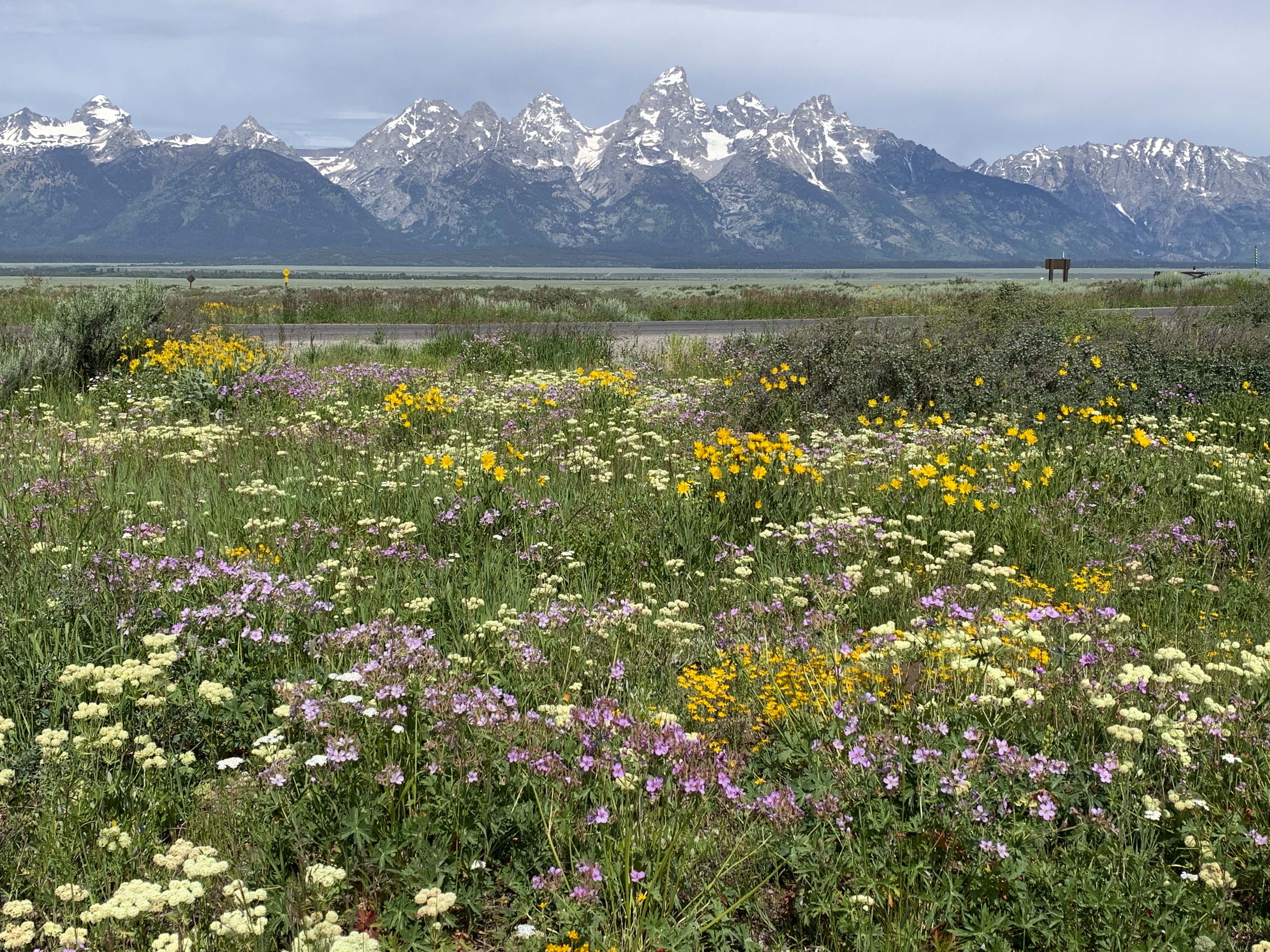Duck Season. Rabbit Season. No! It’s Wildflower Season!